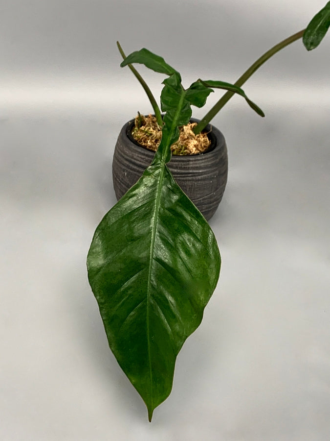 Philodendron joepii (Not a TC) 'Big Leaves'(2 Plants in a pot)