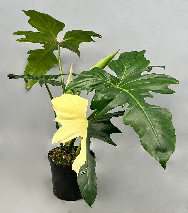 Philodendron "Golden Dragon" Variegata/GRÜN