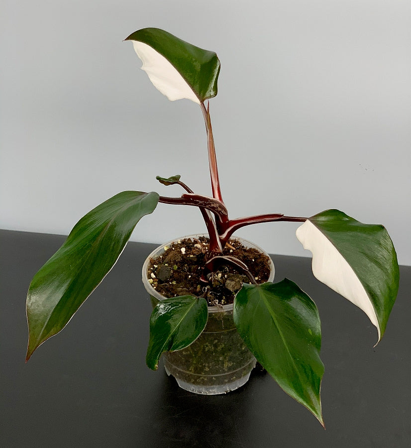 Philodendron "White Knight" (Half Moon)
