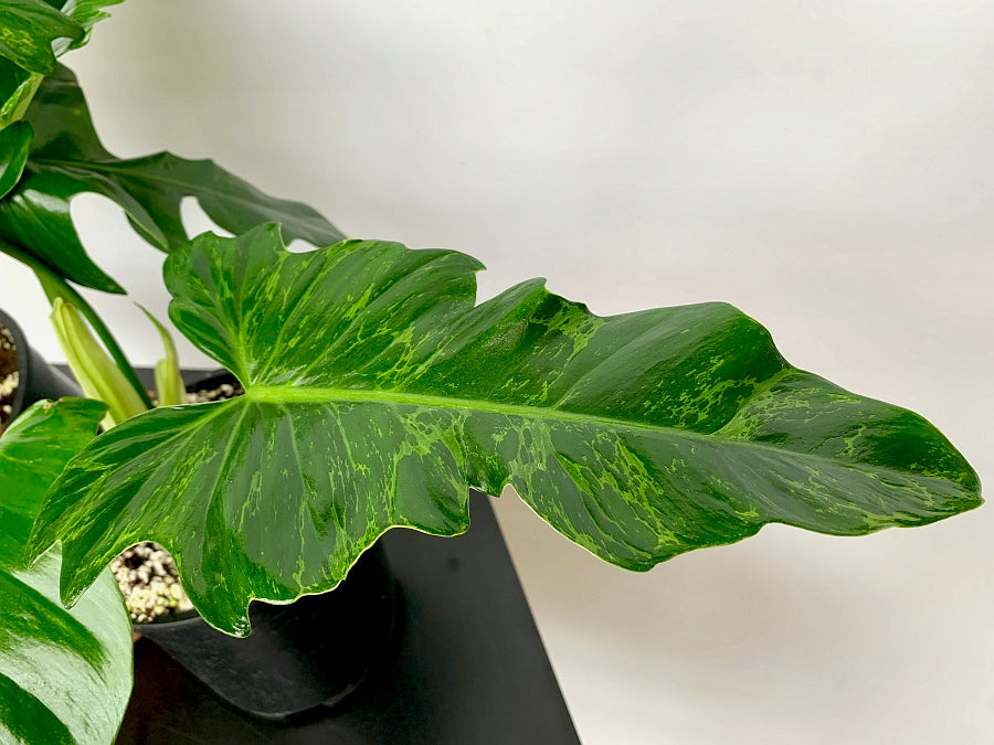 camouflage philodendron Philodendron Camouflage