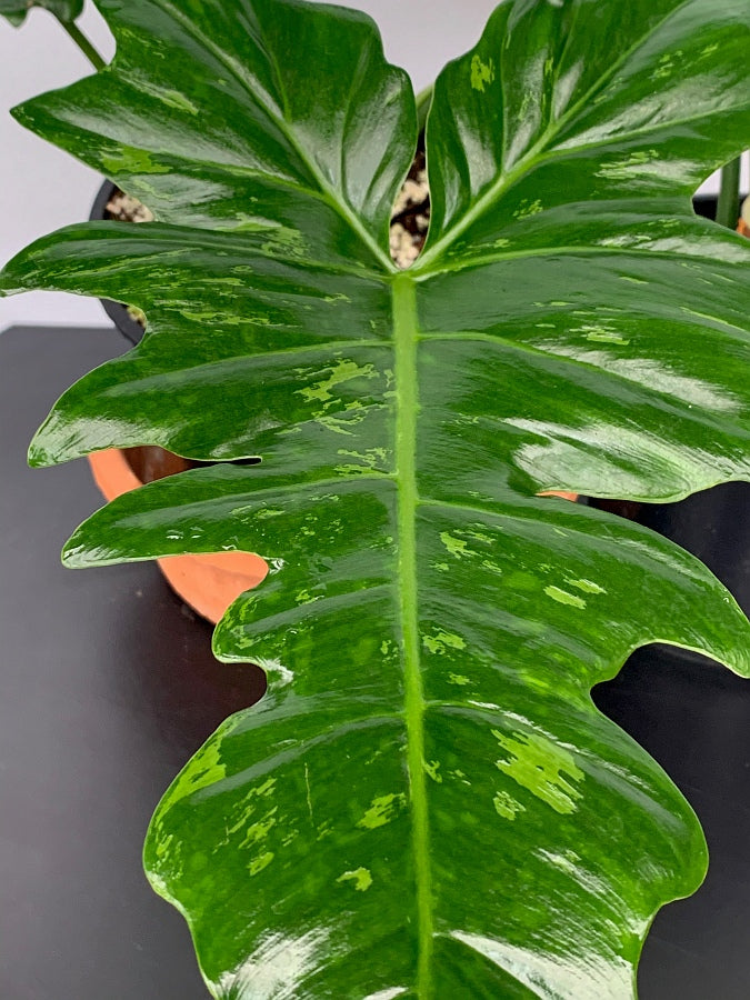 camouflage philodendron Philodendron Camouflage