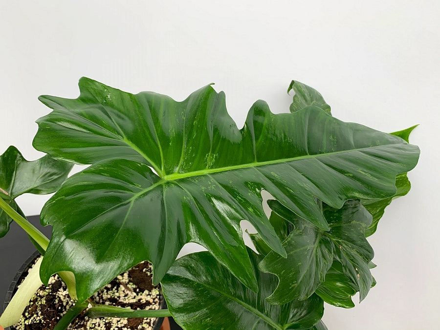 Philodendron Camouflage