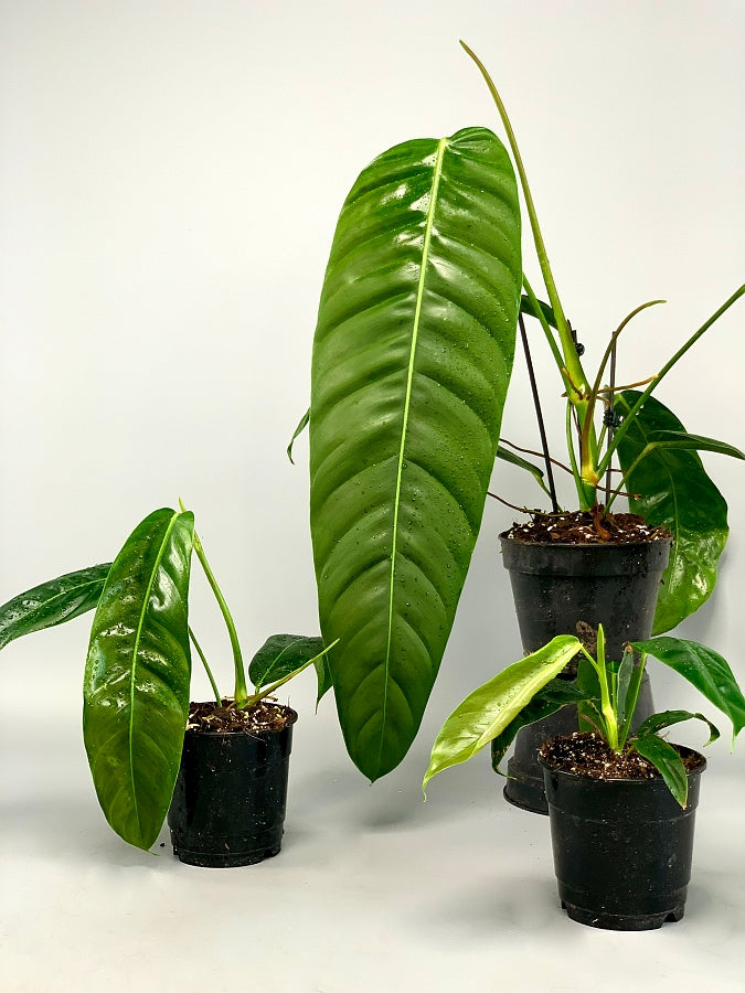 philodendron patriciae for sale Philodendron patriciae "Big Leaves"