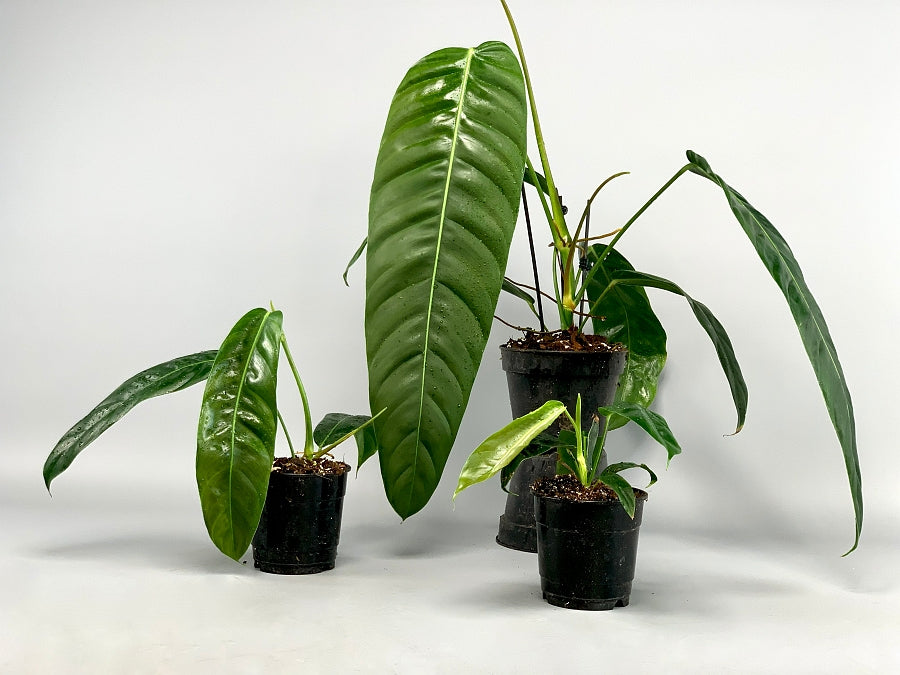 Philodendron patriciae "Big Leaves"