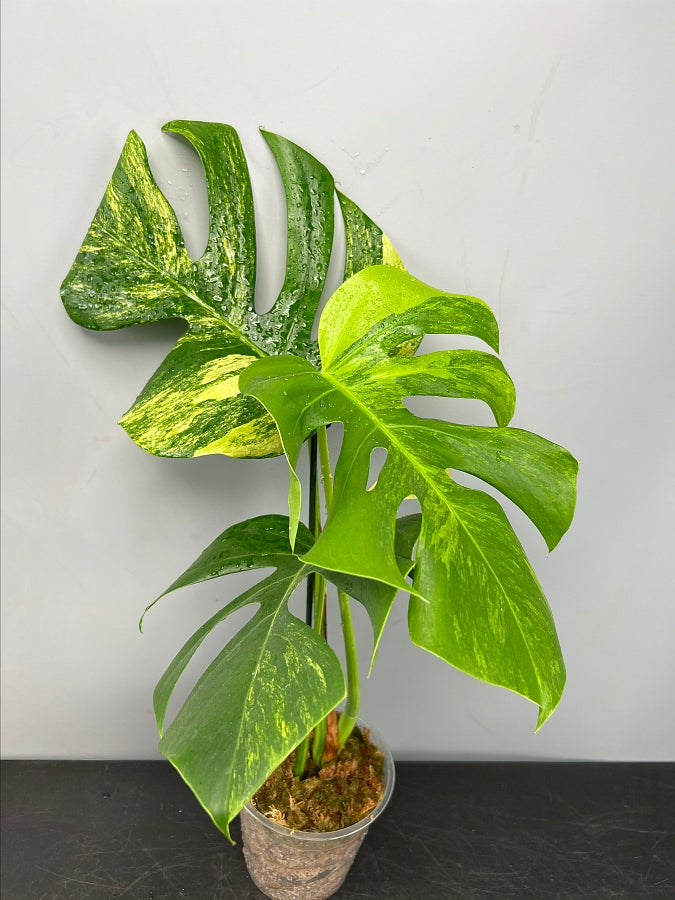 monstera borsigiana aurea Monstera deliciosa borsigiana variegata aurea (2/3 Leaves)