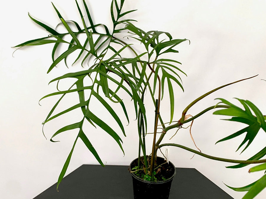 philodendron polypodioides Philodendron polypodioides "Brasilien" Big Leaves