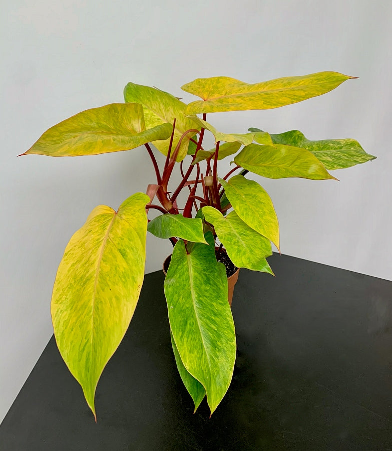 Philodendron Painted Lady (4-5 leaves)