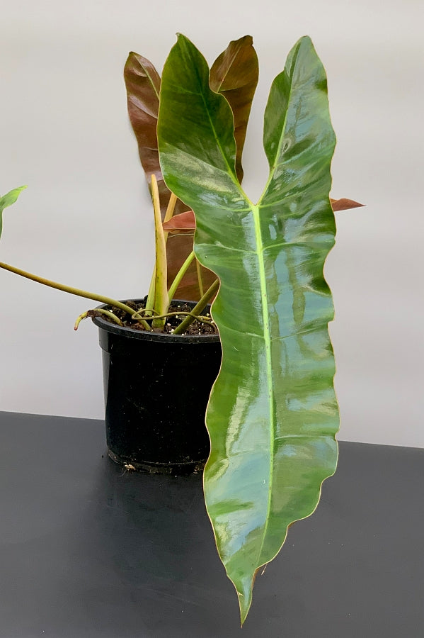 philodendron elongated leaf Philodendron atabapoense "Big leaves" (Large plant)