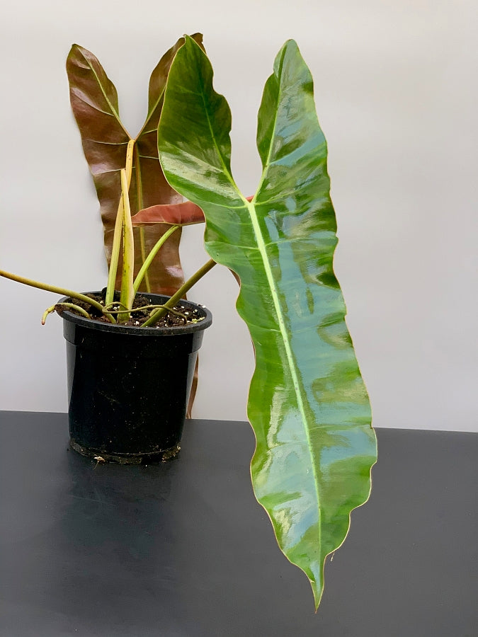 Philodendron atabapoense ''Big leaves'' (Large plant)