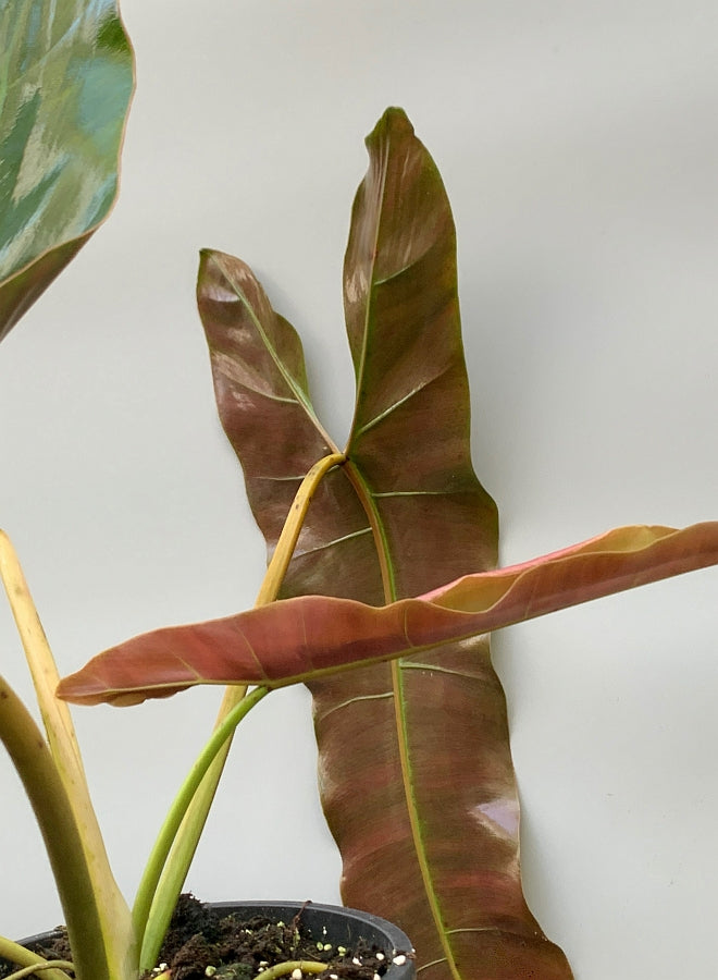 philodendron atabapoense large Philodendron atabapoense "Big leaves" (Large plant)