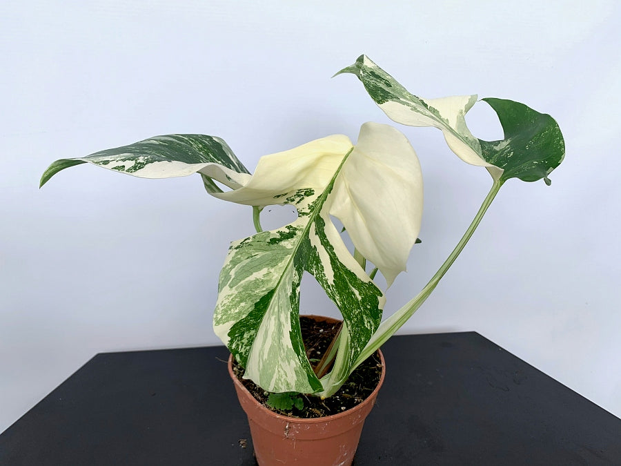 monstera deliciosa blüte Monstera deliciosa Variegata albo ''Almost Full Moon '' (3 leaves)