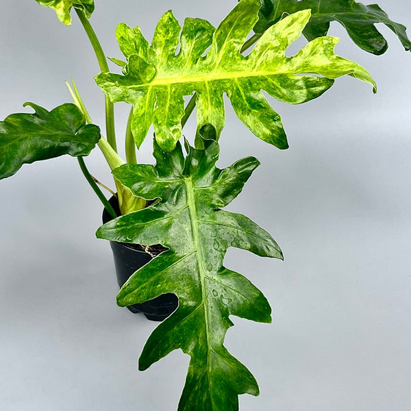 Philodendron Bob Cee variegated (4-5 leaves)