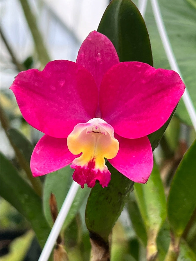 Slc. Pink Happiness x Cattlianthe Chief Berry 'Berry'