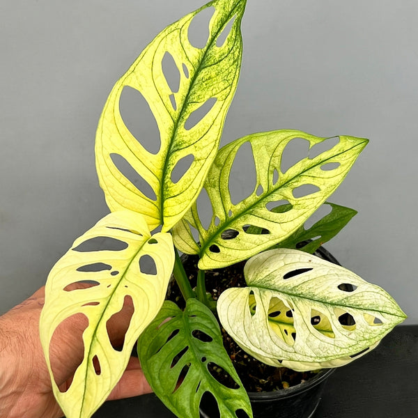veriegated monstera adansonii albo Monstera adansonii variegated albo Mint