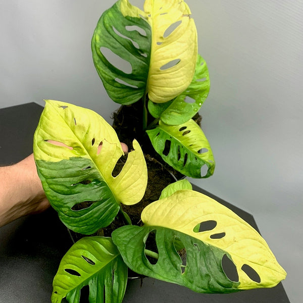 monstera adansonii yellow variegated Monstera adansonii variegated aurea (4-5 Leaves)