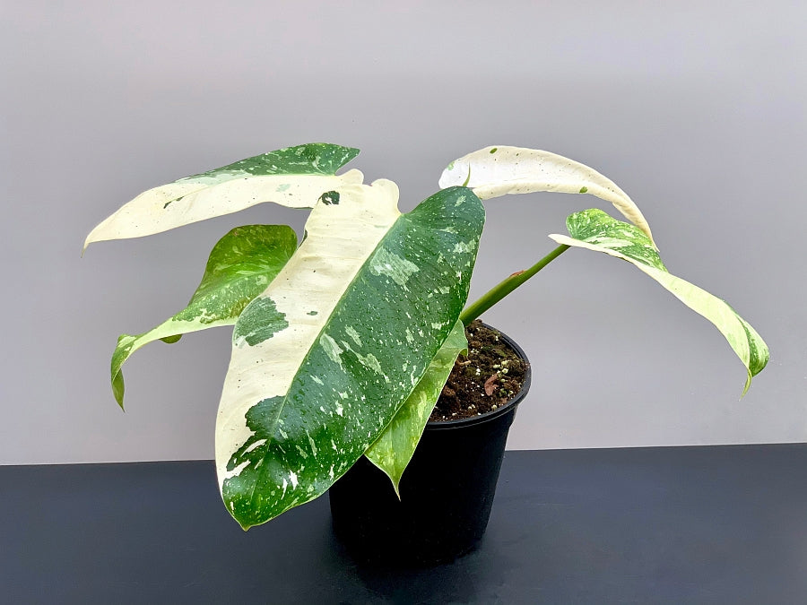 philodendron jose buono variegated Philodendron Jose Buono (3-4 Leaves) (Highly variegated)