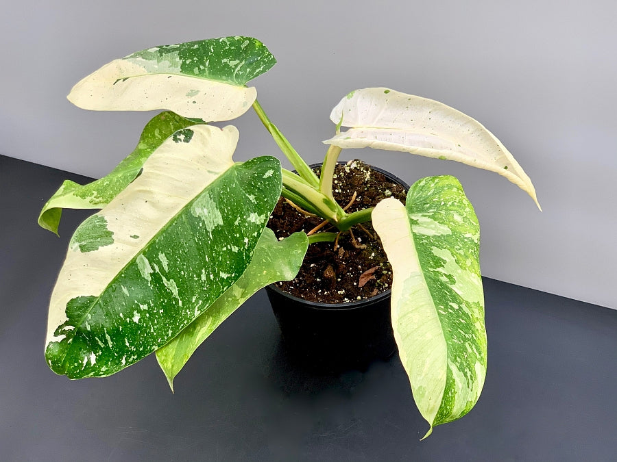 Philodendron Jose Buono (3-4 Leaves) (Highly variegated)