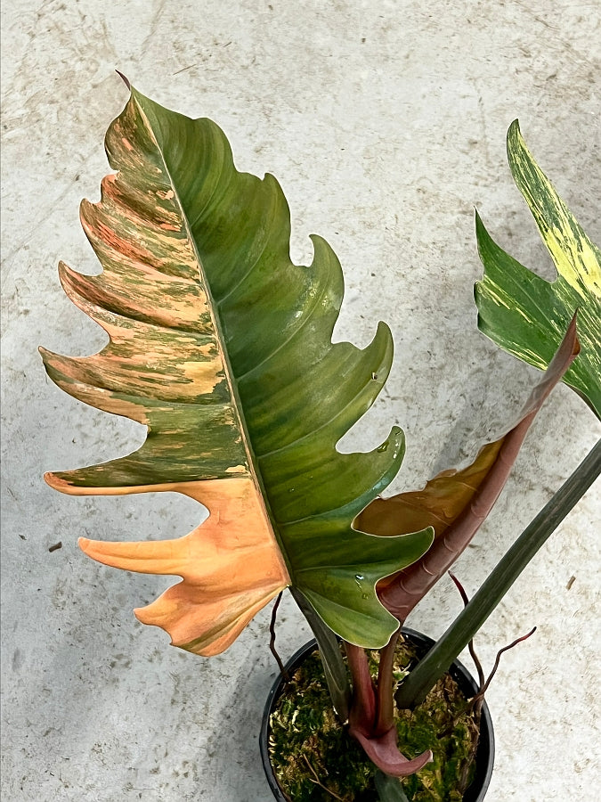 Philodendron Caramel Marble (leaf cutting)