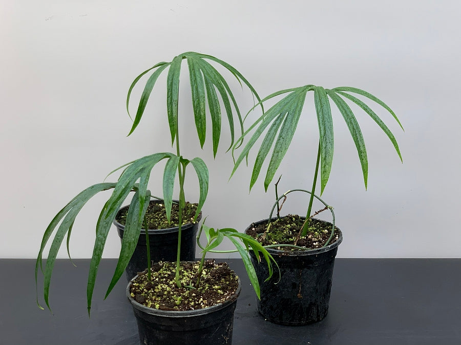 Amydrium Zippelianum (Leaf with stem cutting)