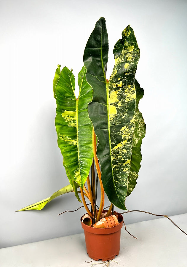 philodendron billitiae variegated Philodendron billietiae Variegata (Less)