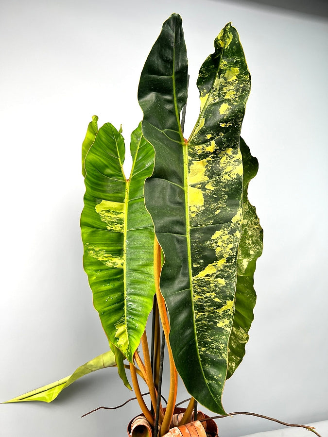 philodendron billietiae variegated care Philodendron billietiae Variegata (Less)