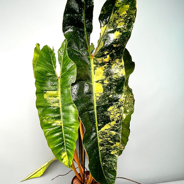 Philodendron billietiae Variegata (Less)