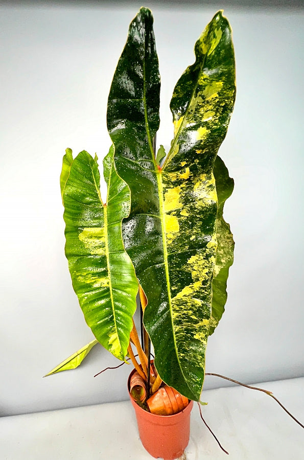 philodendron billietiae variegated care Philodendron billietiae Variegata (Less)