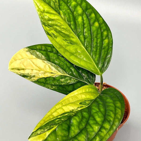 monstera variegated peru Monstera peru variegata