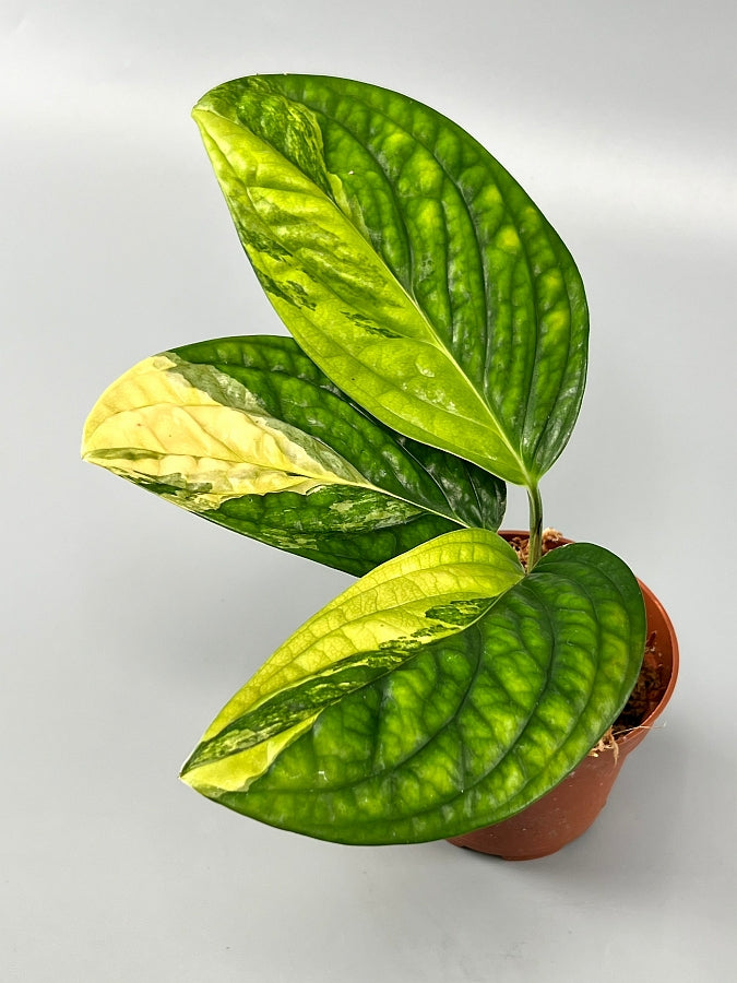 monstera peru yellow leaves Monstera peru variegata