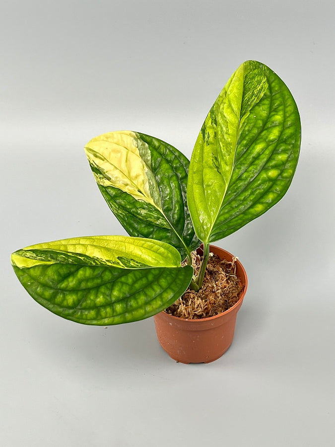 monstera peru price Monstera peru variegata