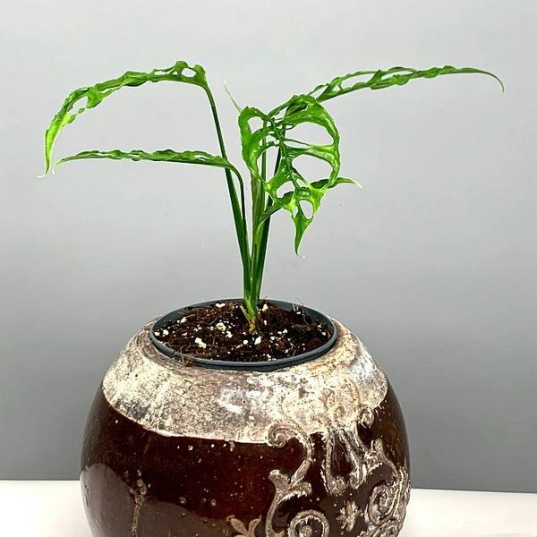 monstera obliqua peru big Monstera obliqua Peru "Big Plant"