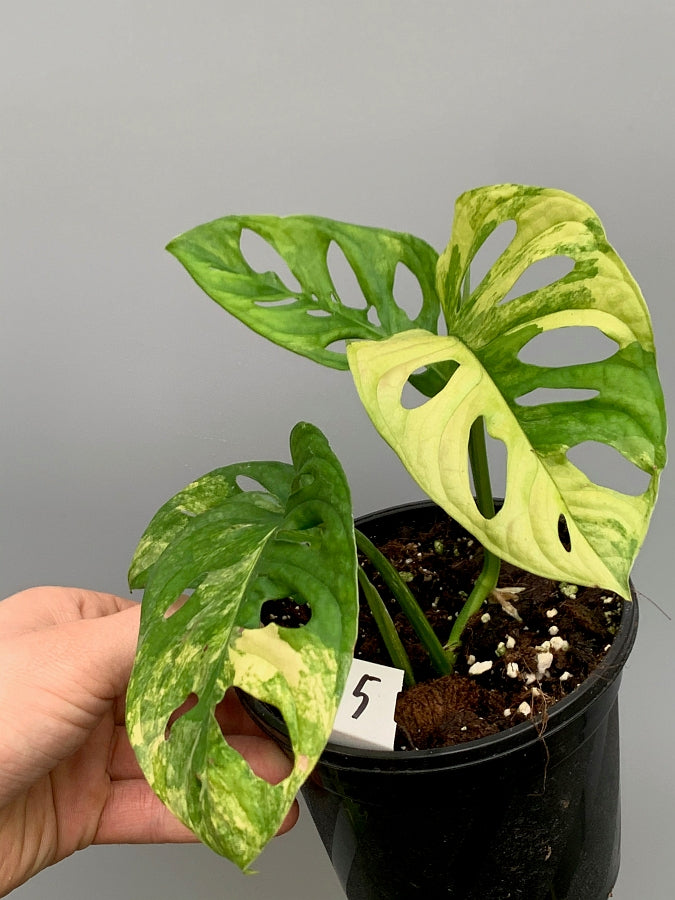 monstera adansonii aurea Monstera adansonii variegated aurea (Fresh Leaf Cutting, 2 Leaves)