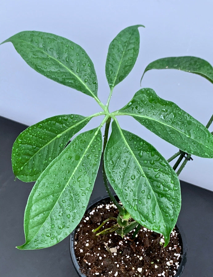 anthurium sp costa Anthurium pentaphyllum 'Costa Rica'