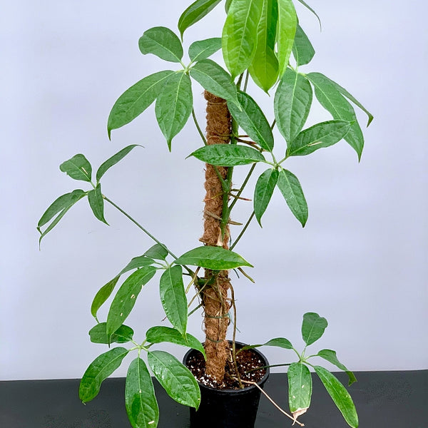 Anthurium pentaphyllum 'Costa Rica'