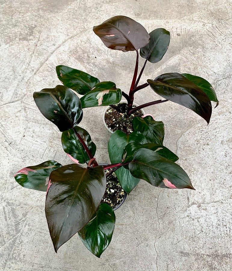 philodendron pink princess not pink Philodendron Pink Princess (not much pink in at the moment)