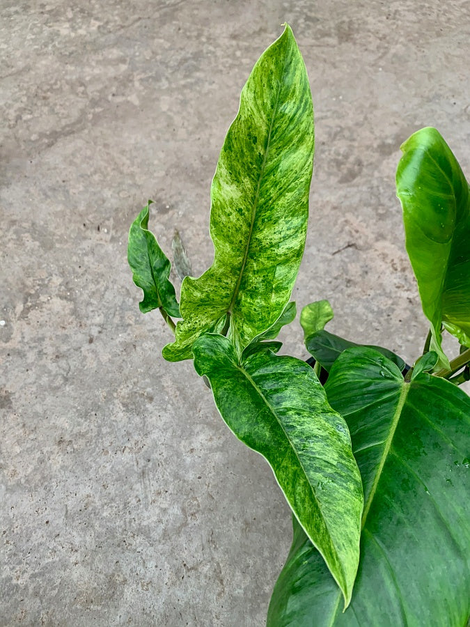 philodendron subhastatum variegata Philodendron subhastatum variegata ''BALLEROY VAR'' (Big Plant)