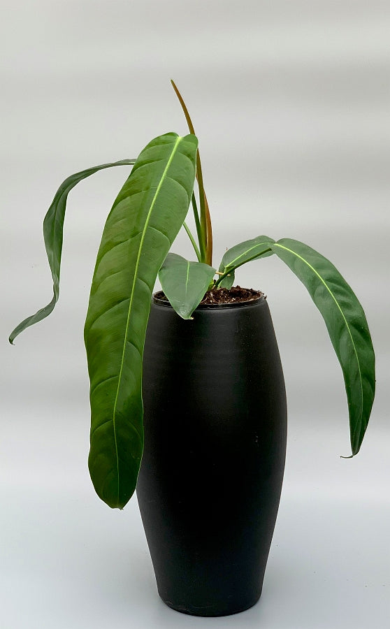 Philodendron patriciae ''Small Leaves''