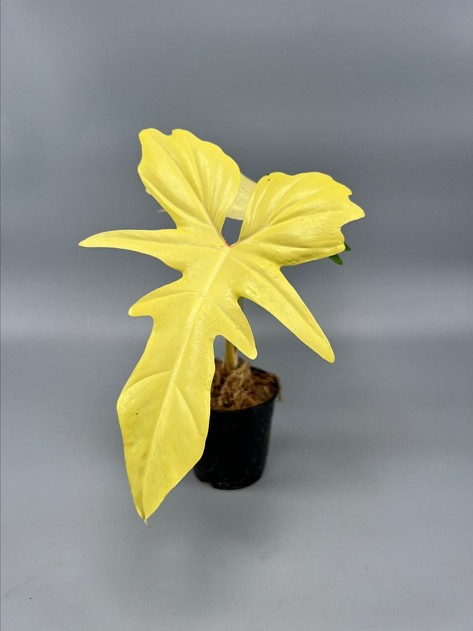 philodendron dragon head Philodendron "Golden Dragon" variegated albo "Full Moon"