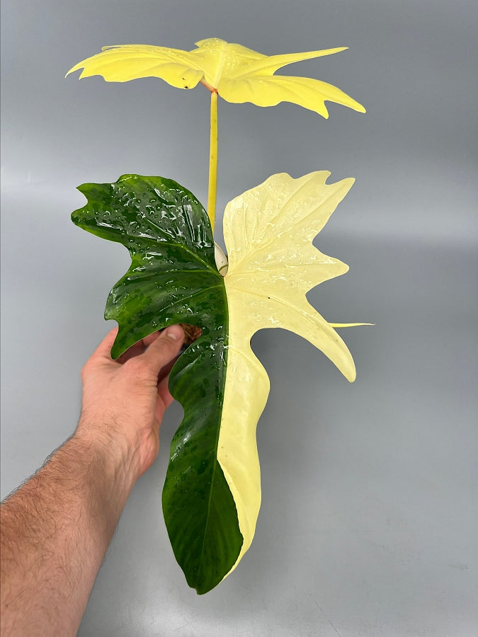 variegated philodendron golden dragon Philodendron "Golden Dragon" variegated albo "Full Moon"