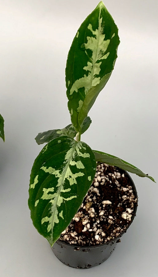 Aglaonema pictum "Bicolor"
