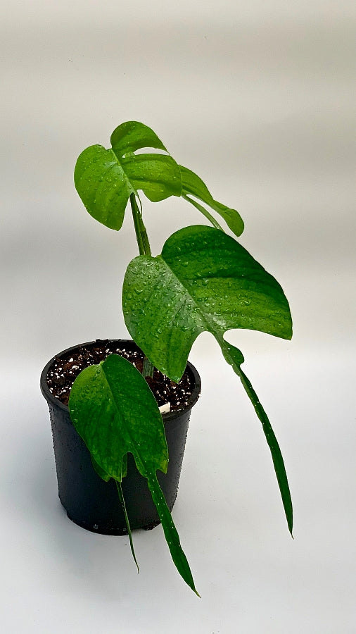 Epipremnum pinnatum 'Skeleton Key' (Small leaves)