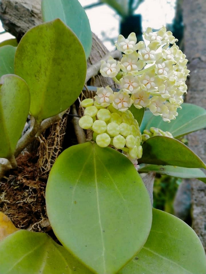 Hoya Pachyclada ''White" Big Leaves