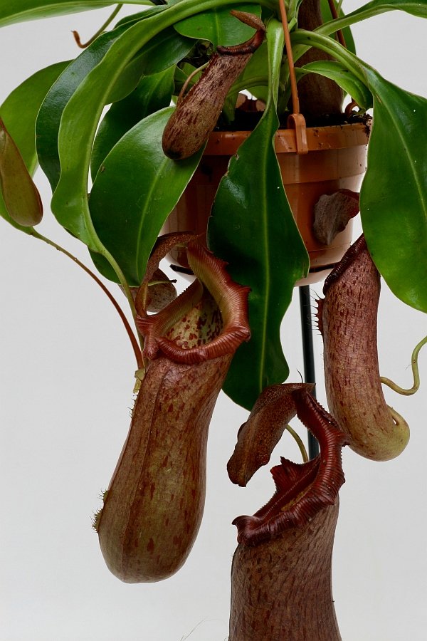 Nepenthes St. Pacificus (x ventricosa x insignis) "Big Plant"