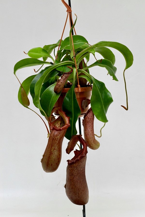 Nepenthes St. Pacificus (x ventricosa x insignis) "Big Plant"