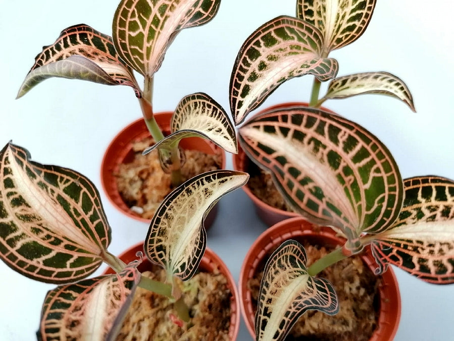 Anoectochilus albolineatus variegata
