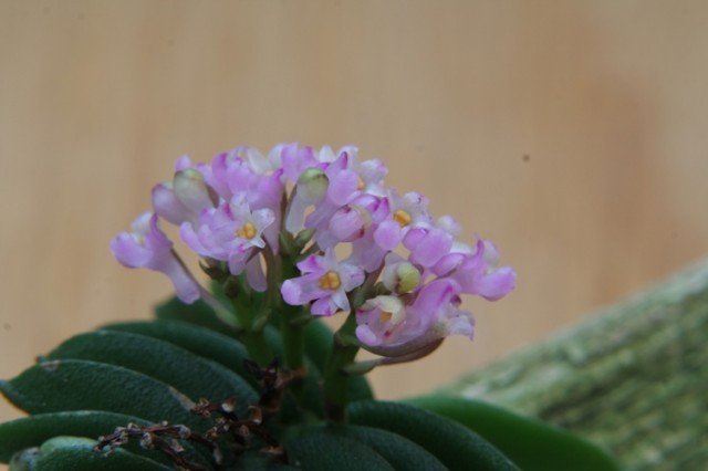 Schoenorchis fragrans 'Big Old Plant'