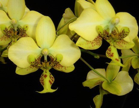 Phalaenopsis stuartiana var. nobilis x Phalaenopsis stuartiana "Yellow"