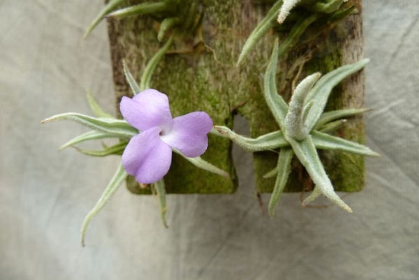 Tillandsia paleacea 
