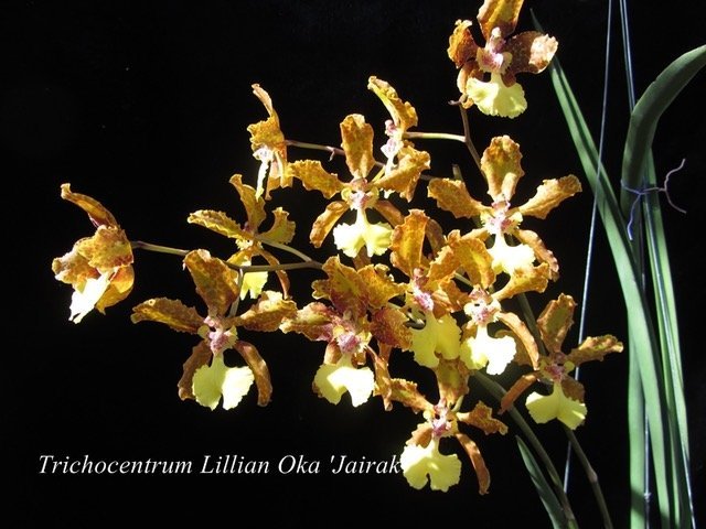 Oncidium Lillian Oka "Big Plant"