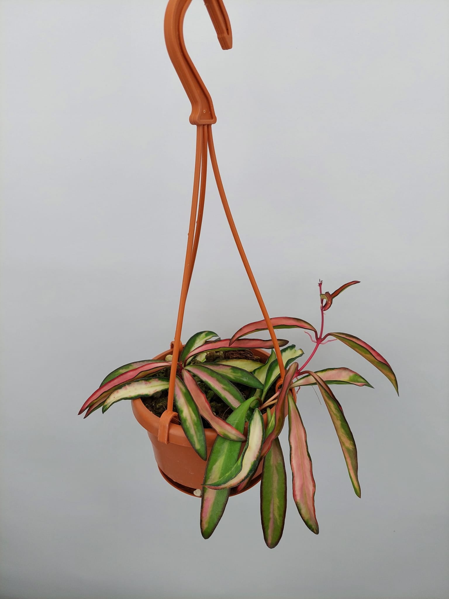 Hoya wayetii (kentiana) variegata ''Big Plant''